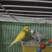 مرغ عشق زیبا