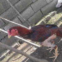 خروس لاری اصل افغان چند میدان برد