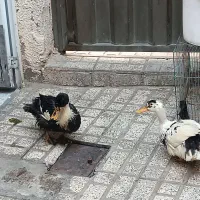 اردک