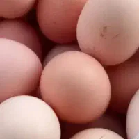 تخم مرغ نطفه دار