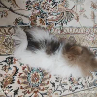 فروش توله سگ پامر خرسی یا معاوضه|سگ|برخوار, |دیوار