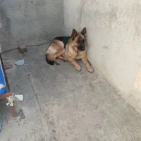 سگ ژرمن مولد