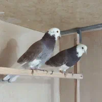 کبوتر پرشی|پرنده|معصومیه, |دیوار