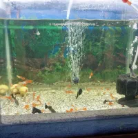 آکواریوم و کوپی|ماهی|قم, شاه ابراهیم|دیوار