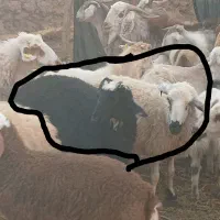 میش و بره ماده ۳ماه|حیوانات مزرعه|کرمان, |دیوار