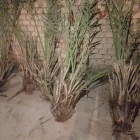 نخل سعمران