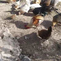 مرغ وخروس|حیوانات مزرعه|سرپل ذهاب, |دیوار