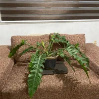 گل فیلودندرون کنگره سبز سطلی بزرگ