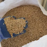 جو بذری دیم تناژ بالا درجه یک|عمده‌فروشی|کبودرآهنگ, |دیوار