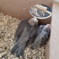 پرنده عروس پاریس ۷ عدد|پرنده|اهواز, کوی بشارت|دیوار