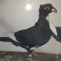 ماده پلنگ کلایی خوشگل|پرنده|رفسنجان, |دیوار