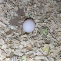 ۲ جفت عروس هلندی