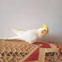 عروس هلندی لیمویی