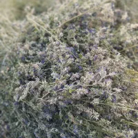 یونجه درجه یک دیمی موجود هزار بند|لوازم جانبی حیوانات|خلخال, |دیوار