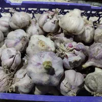 سیر محلی تازه قرمز و سفید