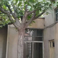 اجاره خانه ویلایی