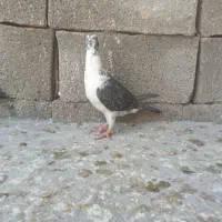 ماده گوره سینه سفید با کلاغ نر