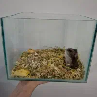 همستر کوچولو مینیاتوری|موش و خرگوش|کرج, گلشهر|دیوار