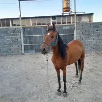 مادیان پرخون کرد|اسب و تجهیزات اسبسواری|تبریز, |دیوار