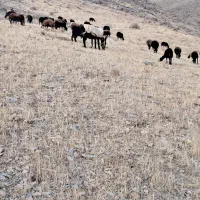 الاغ جوان|حیوانات مزرعه|زالیان, |دیوار