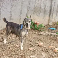 سگ افغان|سگ|فاضل آباد, |دیوار