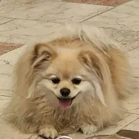 حتما بخونن کسایی که واگذاری سگ دارن