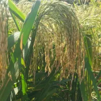 برنج تولکی شوشتر شلتوک|خوردنی و آشامیدنی|امیدیه, |دیوار