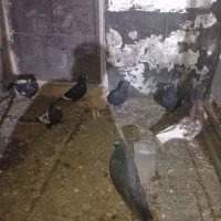 فروش تعداد کفتر بهبهانی