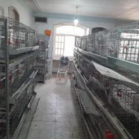 قفس مرغ تخم گذار