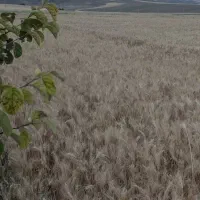 فروش ۱۵۰۰۰ متد زمین کشاورزی و چاه عمیق و استخر|فروش دفتر صنعتی، کشاورزی، تجاری|هیر, |دیوار