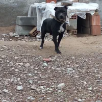 پیتبول|سگ|فاروج, |دیوار