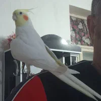 عروس هلندی دستی نر|پرنده|کازرون, |دیوار