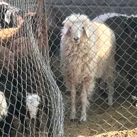 بره پلواری درجه یک