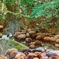 گوسفند فروشی|حیوانات مزرعه|مینودشت, |دیوار