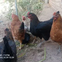 مرغ|حیوانات مزرعه|دشتابی, |دیوار