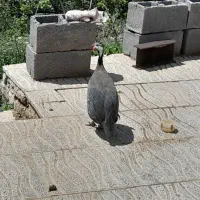 مرغ شاخدار نر