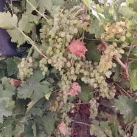 باغ انگور روستای فضل آباد شهرستان کمیجان