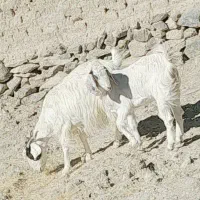 گوسفند|حیوانات مزرعه|سراوان, |دیوار