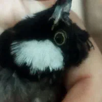 قناری..دستی سخنگو