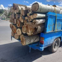 خرید انواع چوب و درخت|خدمات باغبانی و درختکاری|بناب, |دیوار