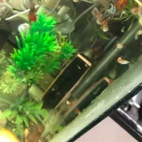 انواع ماهی گوشت خوار و گیاه خوار و لابستر و پرنده|ماهی|کرج, شهرک یاس شمالی|دیوار