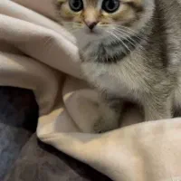 گلدون کوچولو|گربه|تهران, دانشگاه شریف|دیوار