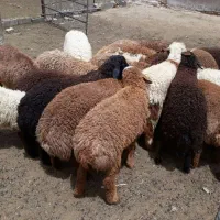 بره افشاری ودورگ  نر وماده