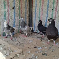 کبوتر مقلف المانی