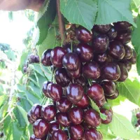 تولید و فروش انواع نهال اصلاح شده|خدمات باغبانی و درختکاری|شهریار, شهریار|دیوار