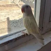قناری برزیلی مرغ مینا