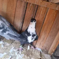 ۳۵ تا نر و ماده زده خوردی هم بو