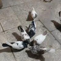 کفترسینه خوب|پرنده|شیراز, گویم|دیوار