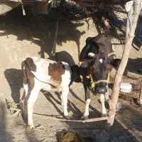 گاو و گوساله دو رگه