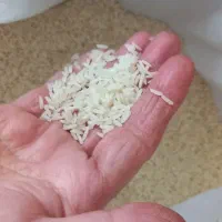 برنج هاشمی درجه یک باپخت عالی درجه یک|خوردنی و آشامیدنی|رشت, لاکان|دیوار